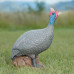 Wildcrete Guinea Fowl